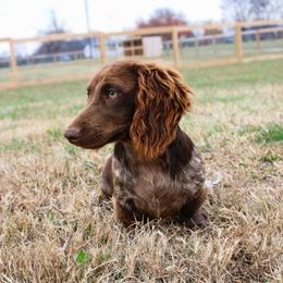 River - Dachshund