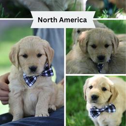 North America - Golden female Golden Retriever puppy in Payette, Idaho from Stonewick Retrievers