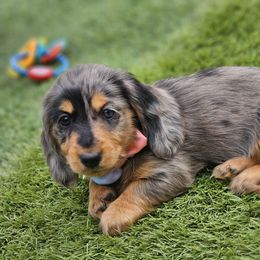 Dachshund Puppies from Farmhouse Dachshunds