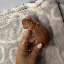 Boy1 - Red  male Poodle puppy in Davie, Florida from Davie Toy Poodles