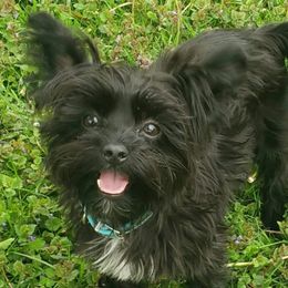 Bullet - Yorkshire Terrier