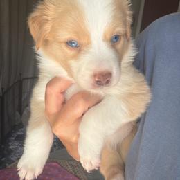 Bristol - Yellow female Australian Shepherd puppy in Pattison, Texas from Legacy Water Australian Shepherds