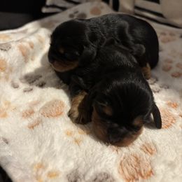 Casper - Black and tan male Cavalier King Charles Spaniel puppy in Howard, Wisconsin from Family first cavaliers