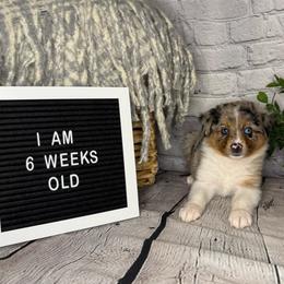 Princess Elsa - Blue merle female Miniature Australian Shepherd puppy in Peoria, Arizona from B My Sunshines Mini Aussies