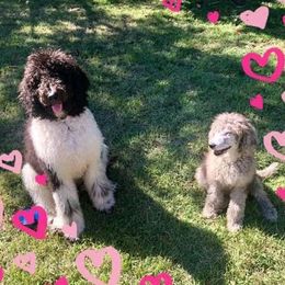 Poodles from SC K9 Service Angels