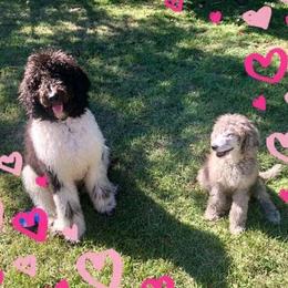 Poodles from SC K9 Service Angels