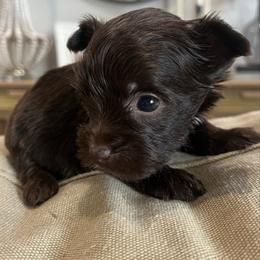 Mocha Rose - Chocolate, tan and white female Yorkshire Terrier puppy in Calhoun, Georgia from Peach State Yorkies
