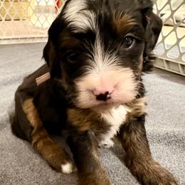 Violet collar girl - Tri-color female Bernedoodle puppy in Lake, Michigan from 3 King Doodles & Poodles