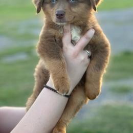 Buck - Red tri male Miniature Australian Shepherd puppy in Yantis, Texas from Marie Mini Aussies
