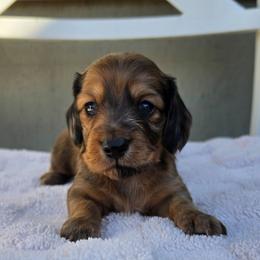 Shaded Red Dapple Boy - Dapple male Dachshund puppy in Woodland, Washington from SJs Dachshunds