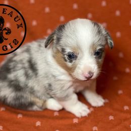 American Corgi and Pembroke Welsh Corgi Puppies from Caddeaux Corgis