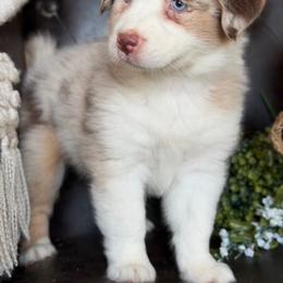 Vegas-has tail-many videos - Red merle female Australian Shepherd puppy in Troy, South Carolina from Australian Shepherds of 3/W Farms