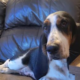 Jessie - Basset Hound