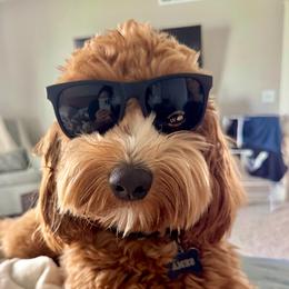 Ames - Australian Labradoodle