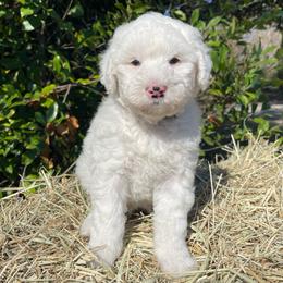 Gray - Black and white female Sheepadoodle puppy in Archer, Florida from Gainesville Sheepadoodles