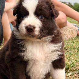 Haven - Red & white female Australian Shepherd puppy in Mineral Wells, Texas from A6 Australian Shepards