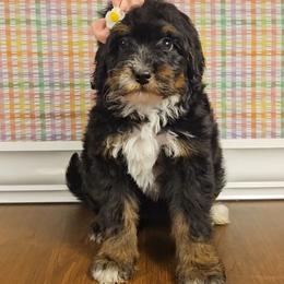 Arendale - Red female Bernedoodle puppy in Russell Springs, Kentucky from 270 Doodles