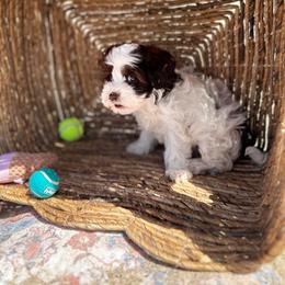 Obispo - Brown male Shihpoo puppy in San Jose, California from Doodle Amore