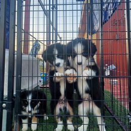 Chihuahua and Toy Australian Shepherd Puppies from Glidwell Ranch