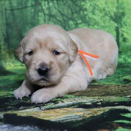 Gallatin orange collar - Light golden male Golden Retriever puppy in Great Falls, Montana from VS Golden Fields