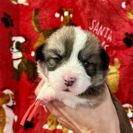 Barrel - Sable Pembroke Welsh Corgi puppy in Fallbrook, California from Le Rêve Corgis