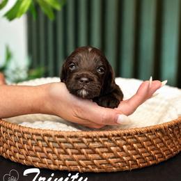 Trinity - Chocolate female Goldendoodle puppy in Van Alstyne, Texas from Forest Haven Doodle Co.