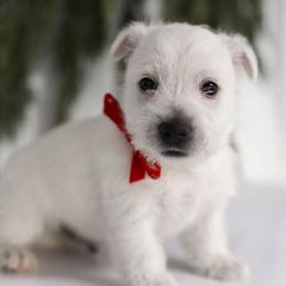 Mario - White male West Highland White Terrier puppy in Mount Joy, Pennsylvania from K&M Kennel