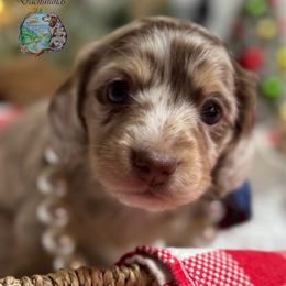 Margarita - Dapple female Dachshund puppy in Fayetteville, West Virginia from Loop Creek Dachshunds