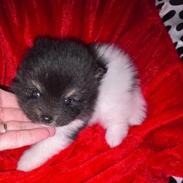 Girl 1 - Tri-colored female Pomeranian puppy in Somerset, Kentucky from Perez Pomeranians