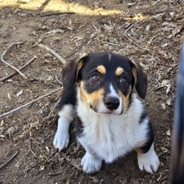 "Dasher" Black Collar - Black and tan Pembroke Welsh Corgi puppy in Boise, Idaho from Eevee's Corgidex