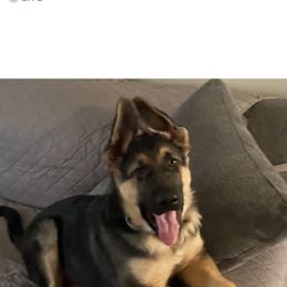 German Shepherd Puppies from Shenango Valley Shepherds