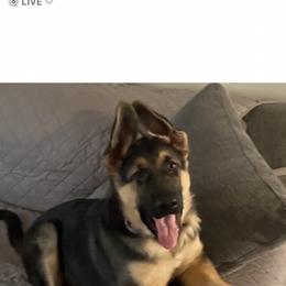 German Shepherd Puppies from Shenango Valley Shepherds