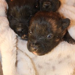 Dutch Shepherd Puppies from TecK9s