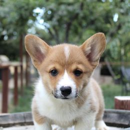 Boy 2 - Red Pembroke Welsh Corgi puppy in Solano County, California from Early Spring Corgis