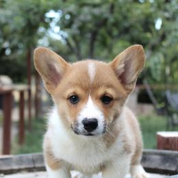 Boy 2 - Red Pembroke Welsh Corgi puppy in Solano County, California from Early Spring Corgis