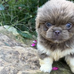 AKC Aiden - Light red Pekingese puppy in Cumming, Georgia from Imperial Pekingese