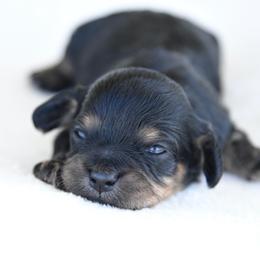 Winnie - Black and tan female Cavapoo puppy in Lawton, Oklahoma from Lindsey’s Cavies