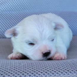 Usher - Cream male Shichon puppy in Limestone, Tennessee from Pilot Hill Teddy Bear Puppies