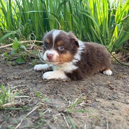 Penny - Red tri-color female Miniature American Shepherd puppy in Terryville, Connecticut from Spirited Aussies