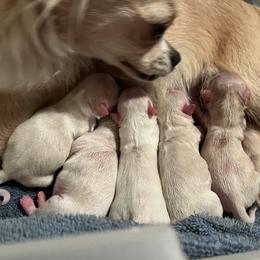 Chihuahua Puppies from Rossmoyne Chihuahuas
