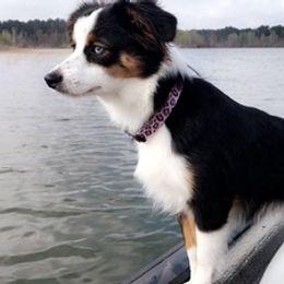 Toy Australian Shepherds from Elite Breeds