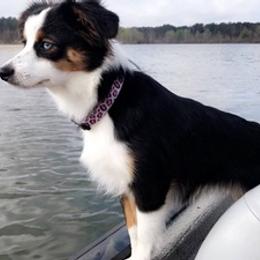 Toy Australian Shepherds from Elite Breeds