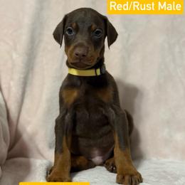 Yellow Collar - Red and rust male Doberman Pinscher puppy in Lake City, Florida from Paintedcrazy Doberman Pinchers