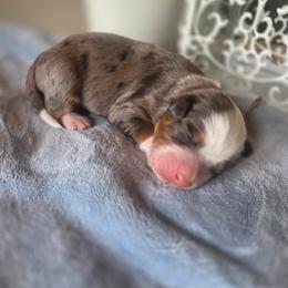 Cheyenne - Blue merle female Bernedoodle puppy in Eagle Mountain, Utah from Fur Real Puppies.