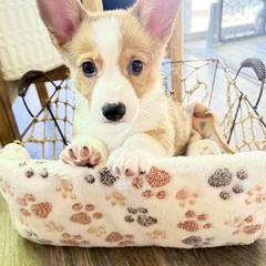 Pembroke Welsh Corgi Puppies from Anthem AZ Corgis