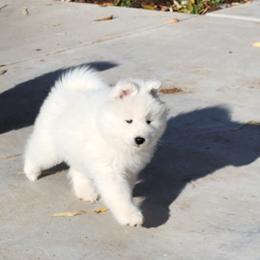 Samoyed Puppies from Carriage Court Kennels