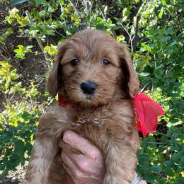 Aspen's Red Male - Apricot male Goldendoodle puppy in Great Falls, Montana from Montana Goldendoodles