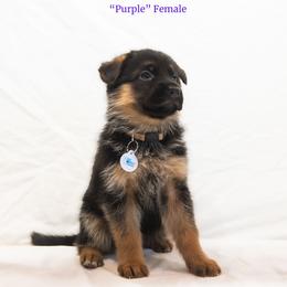 Purple Female - Black and red female German Shepherd puppy in Kamas, Utah from Uinta Mountain Shepherds