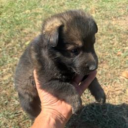 Blue Collar Sable Male - Sable male German Shepherd puppy in Milan, Illinois from Stonewick German Shepherds