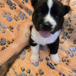 Aurora - Black and white female Pomsky puppy in La Vergne, Tennessee from Atencio Pomsky
